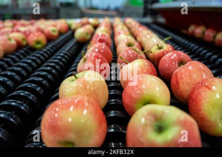 Machines de transformation des aliments pour la manipulation des pommes après l'acquisition. Pommes fraîches triées et classées sur le tapis transporteur. Banque D'Images