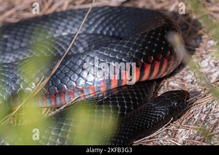 Serpent noir à ventre rouge (Pseudechis porphyriacus), serpent venimeux d'Australie Banque D'Images