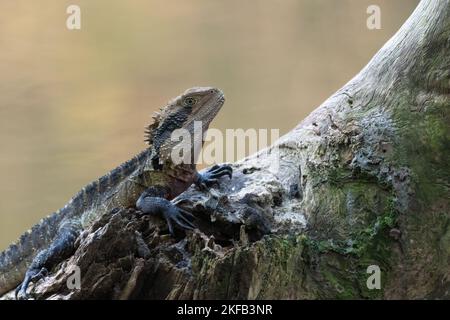 Dragon d'eau australien (Intellagama lesueurii), Sydney, Australie. Espèces communes de lézard australien. Banque D'Images