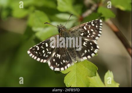 Gros plan sur un Pyrgus malvae, le skipper grizzlé avec des ailes étalées assises au sol Banque D'Images