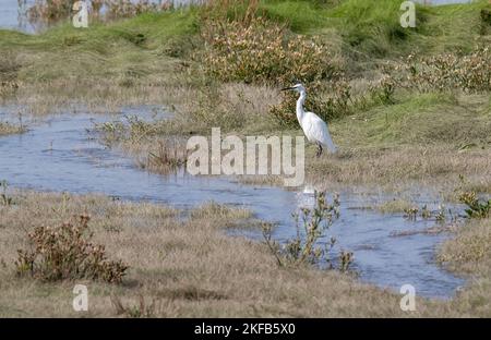 Little Egret pris sur l'estuaire de la Dee à la réserve naturelle de Connah's Quay, au nord du pays de Galles, en Grande-Bretagne, au Royaume-Uni Banque D'Images
