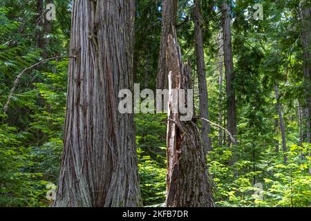 Les randonneurs apprécient une forêt dense de cèdre avec une vieille culture sur le sentier de randonnée Hidden Lakes, près de Leavenworth, Washington. Banque D'Images