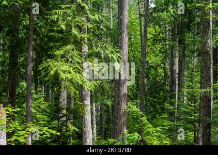 Les randonneurs apprécient une forêt dense de cèdre avec une vieille culture sur le sentier de randonnée Hidden Lakes, près de Leavenworth, Washington. Banque D'Images