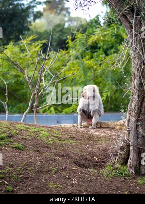 Le cliché vertical d'un singe Baboon assis dans la verdure Banque D'Images