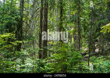 Les randonneurs apprécient une forêt dense de cèdre avec une vieille culture sur le sentier de randonnée Hidden Lakes, près de Leavenworth, Washington. Banque D'Images