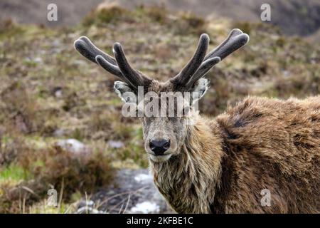 Red Deer (Cervus elaphus) Stag à la fin du printemps avec Antlers à Velvet et motting, Écosse, Royaume-Uni Banque D'Images