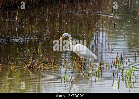 Grande aigrette blanche / grande aigrette / aigrette commune (Ardea alba) pêche dans les eaux peu profondes du marais en automne, Parc du Marquenterre, Baie de somme, France Banque D'Images