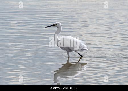 Petite aigrette (Egretta garzetta) adulte se trouvant dans les eaux peu profondes de l'étang du marais saltmarsh au début de l'automne Banque D'Images