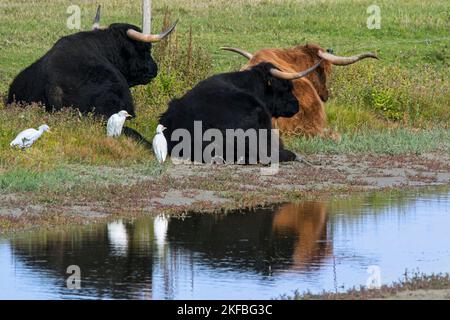 Trois aigrettes de bétail (Bubulcus ibis / Ardea ibis) à la recherche d'insectes à proximité de vaches des Highlands au repos dans les prairies, Baie de la somme, France Banque D'Images