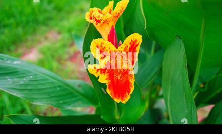 Keli connu sous le nom de Canna Lily ou Laphoorit fleur jaune fleurir dans le jardin. Canna indica fleur dans le foyer sélectif. Plante fleur de l'Indian Shot avec beaucoup de col Banque D'Images