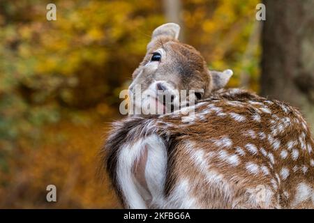 Gros plan du cerf-de-Virginie (Dama dama) sur la fauve en rafant sa fourrure dans la forêt d'automne Banque D'Images