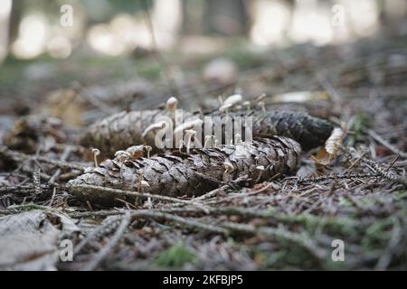 Champignons poussant à partir d'un cône de pin. Le cône de pin avec quelques champignons de croissance se pose dans l'herbe dans la forêt Banque D'Images