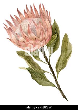 Illustration de l'aquarelle de Dry Protea. Croquis dessiné à la main de plante séchée de style Boho pour les invitations de mariage ou les cartes de vœux. Dessin botanique vintage sur fond isolé dans des couleurs pastel. Banque D'Images