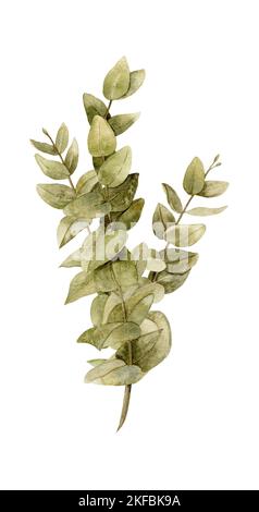 Illustration aquarelle avec bouquet d'eucalyptus avec feuilles et branches vertes. Esquisse dessinée à la main sur un arrière-plan isolé. Dessin botanique pour des invitations imprimées ou de mariage dans le style de la nature. Banque D'Images