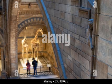 Sculpter dans la pierre de terre cuite à l'intérieur du Musée d'Histoire naturelle de Exhibition Road, South Kensington. Exposition de girafe en arrière-plan. Banque D'Images