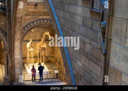 Sculpter dans la pierre de terre cuite à l'intérieur du Musée d'Histoire naturelle de Exhibition Road, South Kensington. Exposition de girafe en arrière-plan. Banque D'Images