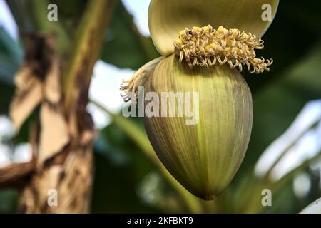 Fleur de banane accrochée de la plante vue de près Banque D'Images