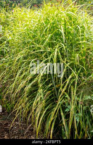 Hardy, herbe de Maiden, Miscanthus sinensis 'Little Nicky', rayé, zébrée, Miscanthus Banque D'Images