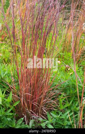 Rouge, tiges, automne, petit Bluestem, Schizachyrium scoparium 'Blaze', Herbes, jardin Banque D'Images