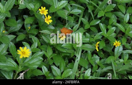 Un papillon léopard de couleur orange (Phalanta Phalantha) rassemble le nectar tout en repliant ses ailes sur une fleur de Sphagneticola trilobata Banque D'Images