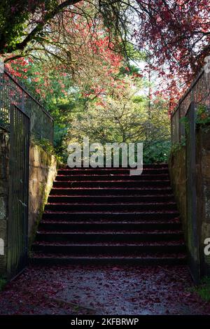 Escaliers vers un jardin caché dans la forêt Banque D'Images