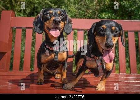 Deux mini Dachshunds debout sur un banc rouge et regardant heureux et mignon Banque D'Images