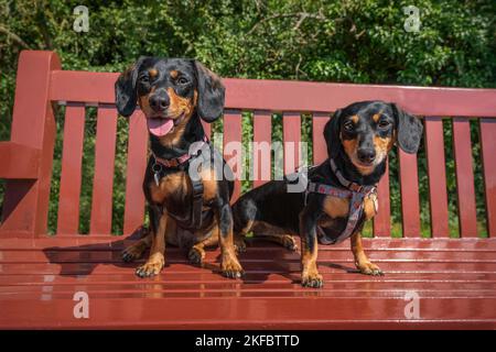 Deux mini Dachshunds assis sur un banc rouge et regardant la caméra Banque D'Images