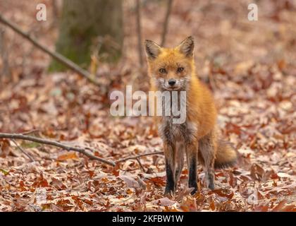 Un cliché de mise au point peu profonde d'adorable renard roux regardant l'appareil photo sur des feuilles mortes sèches dans la forêt Banque D'Images