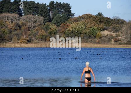 Overveen, 16-11-2022. Une femme marche dans l'eau du petit lac 't Wed dans les dunes de Kennemer pour aller nager. Jusqu'à présent, l'automne a été plus chaud que d'habitude. Beaucoup de gens nagent en eau libre toute l'année. ANP/HollandseHoogte/OlafKraak pays-bas sortie - belgique sortie Banque D'Images