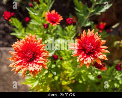 La plante de chrysanthème fleurit en hiver dans un jardin du Royaume-Uni Banque D'Images