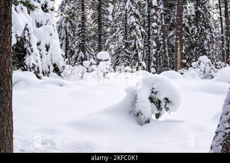 Petit pin couvert de neige épaisse dans la forêt en hiver Banque D'Images