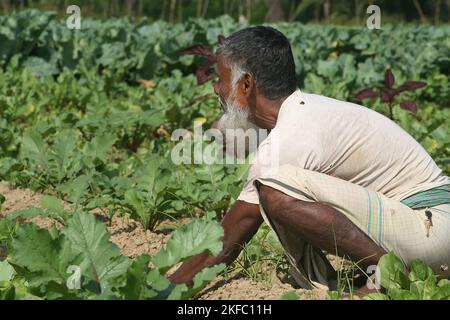 Un agriculteur travaillant à un champ de chou. Dumuria, Khulna, Bangladesh. Banque D'Images