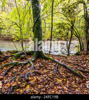 Otoño en la selva de Irati, ruta al puente collante de Aribe, Pirineo Navarro, España Banque D'Images