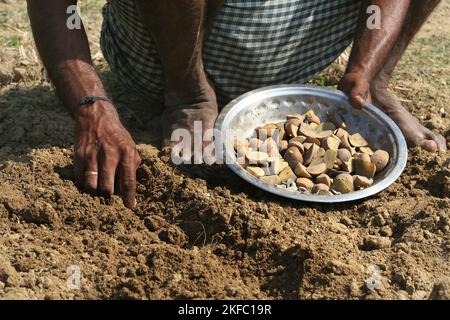 Agriculteurs plantant dans un champ de pommes de terre. Dumuria, Khulna, Bangladesh. Banque D'Images
