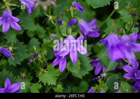 fleur violette de la fleur de cloche dalmate Banque D'Images