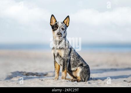 Australian Cattle Dog Puppy Banque D'Images