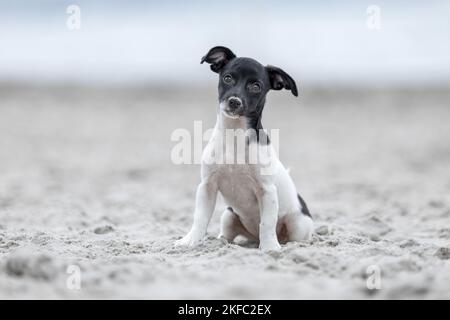 Jack-Russell-Terrier-Mongrel Puppy Banque D'Images