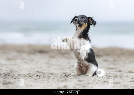Jack-Russell-Terrier-Mongrel Puppy Banque D'Images
