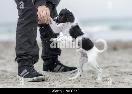 Jack-Russell-Terrier-Mongrel Puppy Banque D'Images