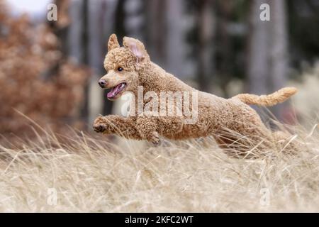 Royal Standard Poodle à l'automne Banque D'Images