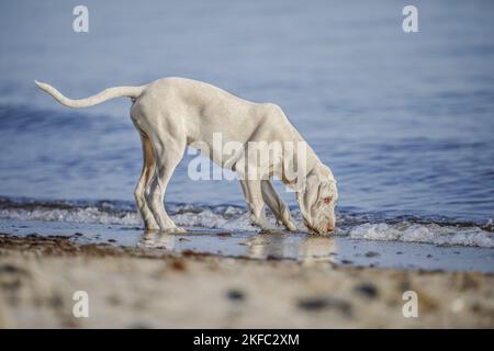 Spinone Italiano Puppy Banque D'Images