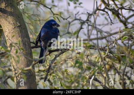 Outremer (Cyanoloxia brissonii) vu à Buenos Aires, Argentine Banque D'Images