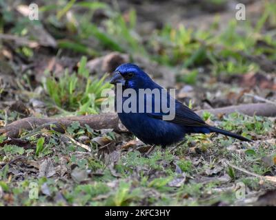 Outremer (Cyanoloxia brissonii) vu à Buenos Aires, Argentine Banque D'Images