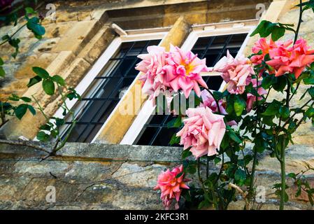 Roses et fenêtres à meneaux dans la ville médiévale de Chipping Campden, Angleterre, Cotswolds. Banque D'Images