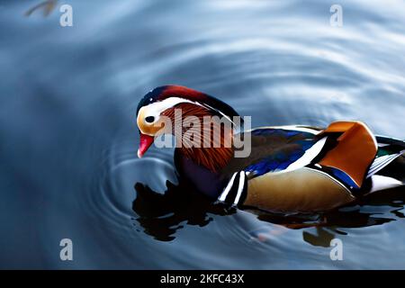 Un canard mandarin flotte sur un lac dans le parc Lazienkowski de Varsovie Banque D'Images