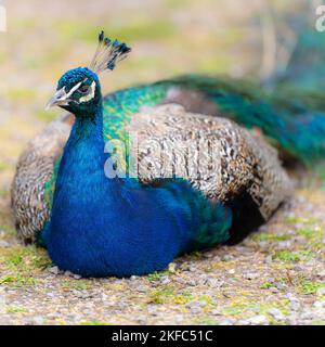 Un gros plan d'un beau Peafhibou, Pavo cristatus, assis sur le sol Banque D'Images