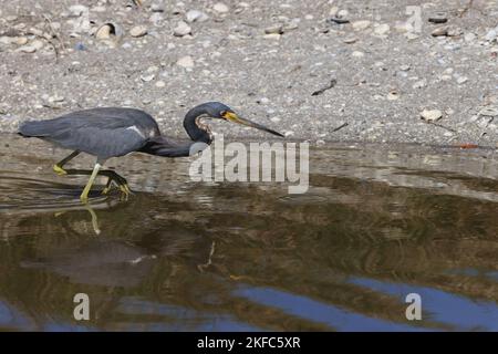 Heron tricolore - Bailey Tract (île de Sanibel) Floride États-Unis Banque D'Images