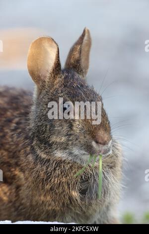 Lapin de marais (Sylvilagus palustris) Bailey Tract (île de Sanibel) Floride États-Unis Banque D'Images