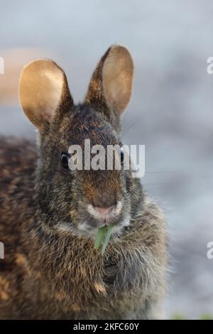 Lapin de marais (Sylvilagus palustris) Bailey Tract (île de Sanibel) Floride États-Unis Banque D'Images