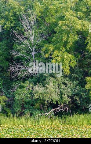 Un arbre mort montre son squelette contre un bord de forêt vert d'été le long d'un étang de fond de la rivière DesPalines, la zone de poissons et de faune de DesPlaines, comptera Banque D'Images